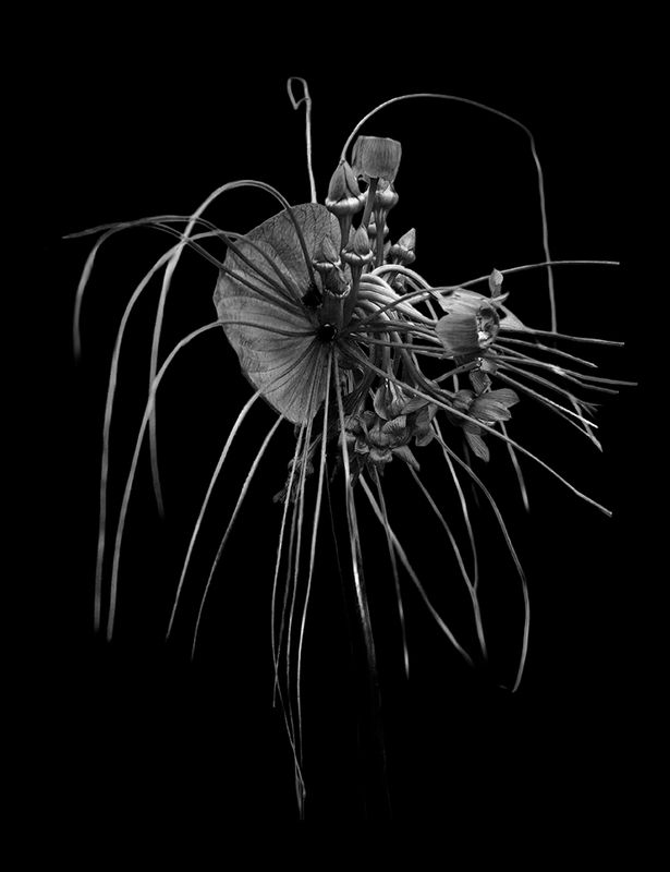 DSC_8334BW
