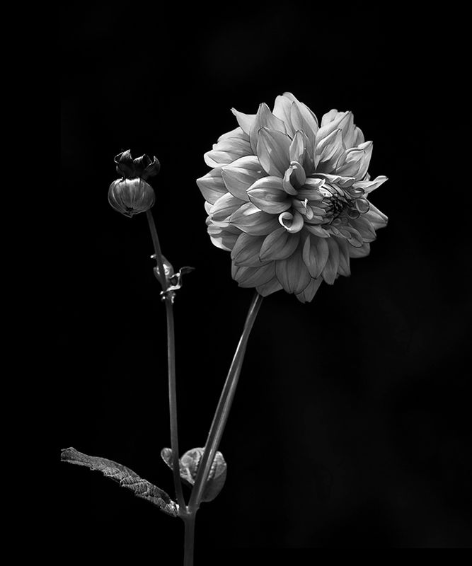 Dahlia - Mendocino, CA