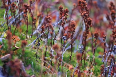 Mt. Baker (Table Mountain hike) - October 12, 2024