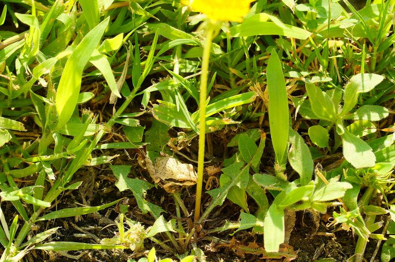 2023-07-24 17.25.32-desert frog 03.jpg
