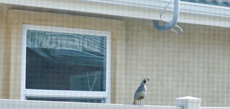 WILDLIFE