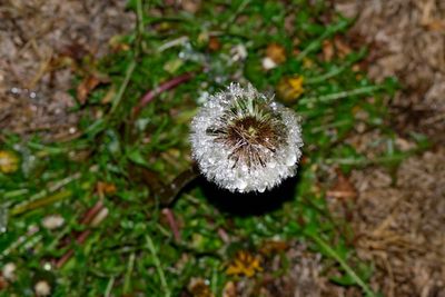 Dandelion diamond head.jpg