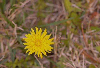 DSC01080DXO Yellow blossum weed_1.jpg