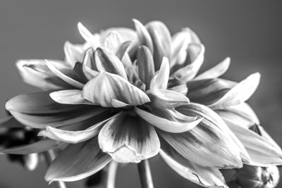Monochrome flowers