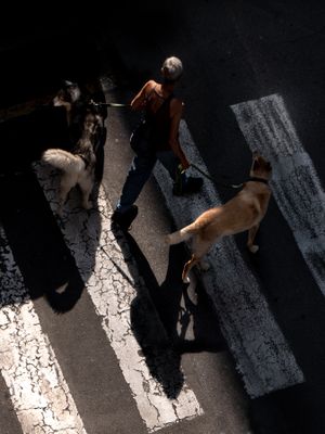 Zebra crossing