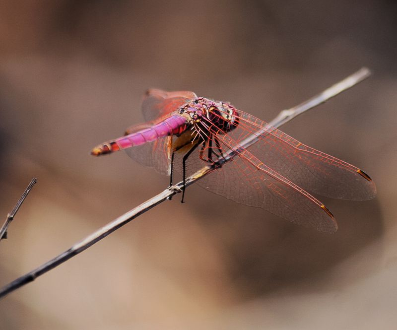 Purperlibel - Trithemis annulata ~ Portugal, 08-2023