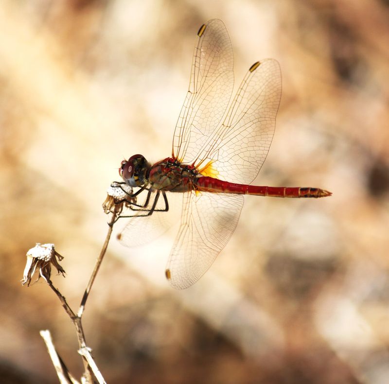 Zwervende heidelibel - Sympetrum fonscolombii ~ Portugal, 08-2023