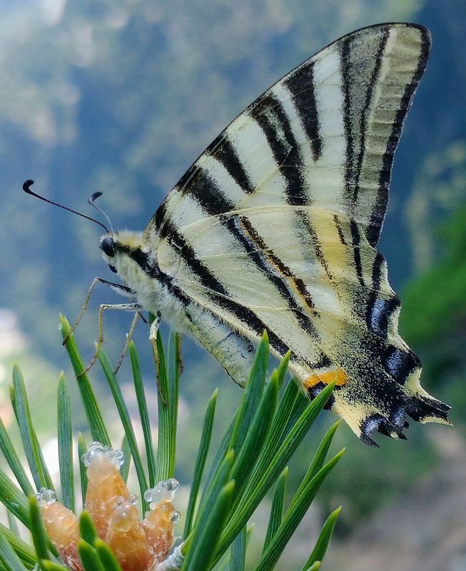 Koningspage - Iphiclides podalirius ~ Zwitserland, 08-2021