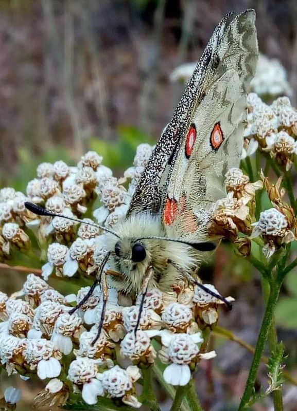 butterflies_and_moths