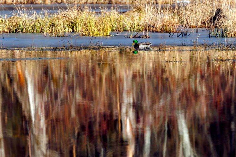 Mallard121222.jpg