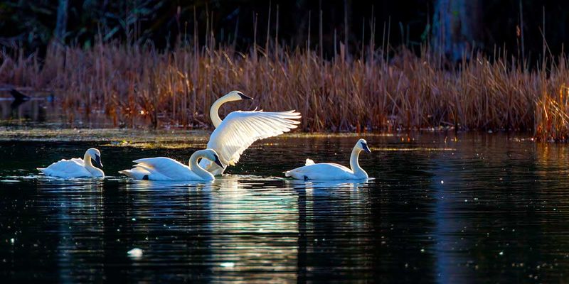 Swans011023_10.jpg