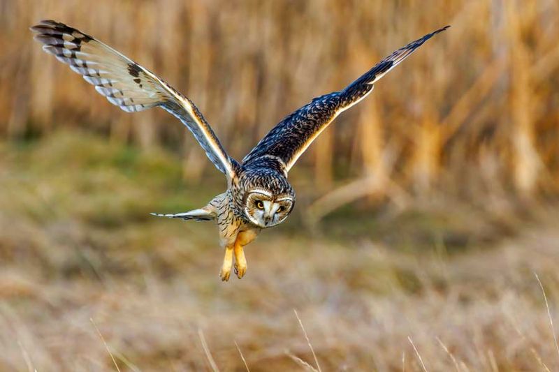 ShortEaredOwl011923_12.jpg