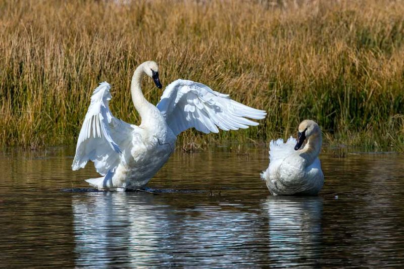 TrumpeterSwans030923_2.jpg