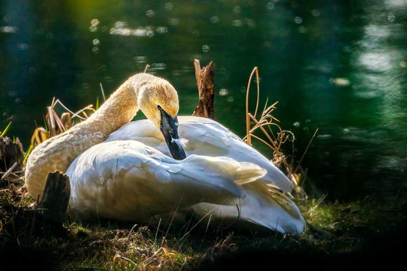 TrumpeterSwan031623_2.jpg