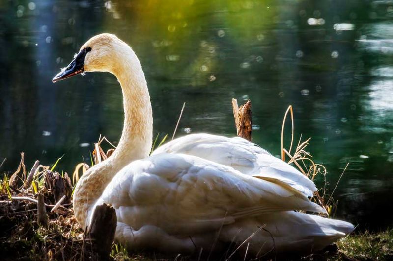 TrumpeterSwan031623_3.jpg