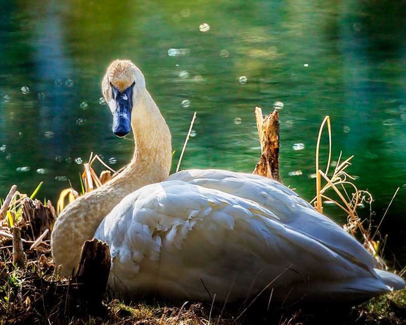 TrumpeterSwan031623.jpg