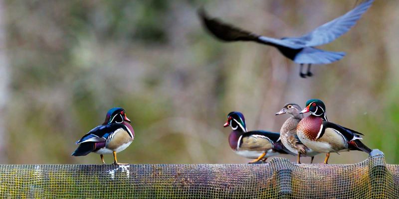 WoodDuck042203_5.jpg