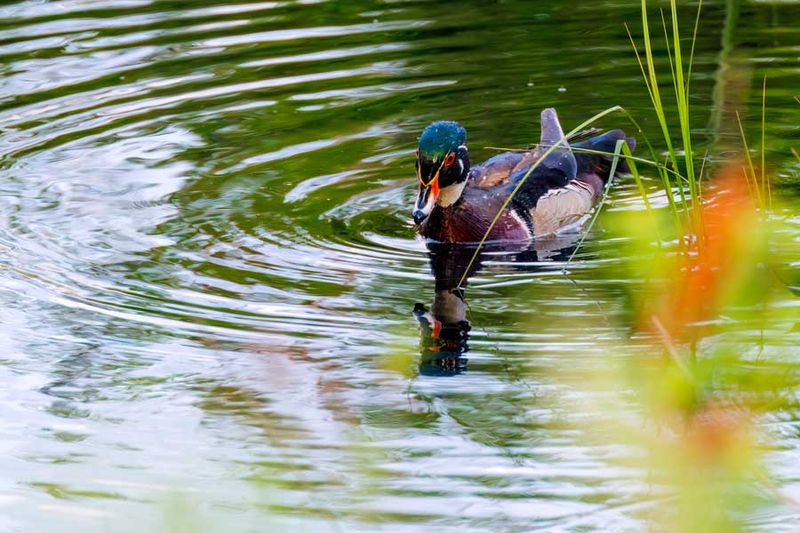 WoodDuck052023_3.jpg