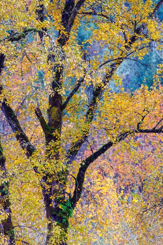 CottonwoodTree110723.jpg