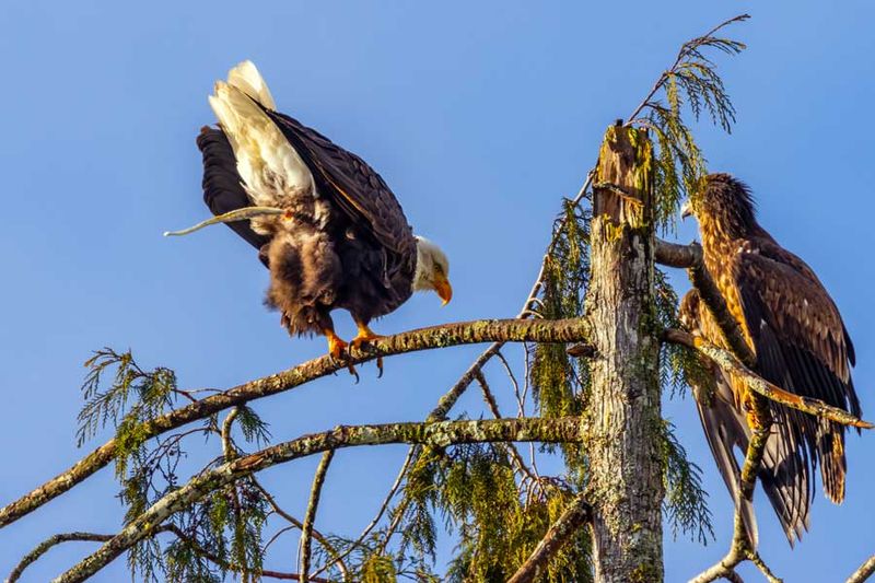 BaldEagles123123_3.jpg