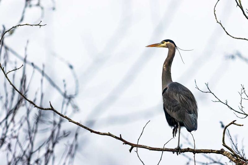 BlueHeron011024.jpg