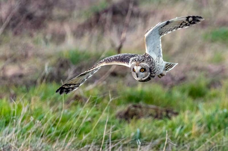 ShortEaredOwl010424_9.jpg