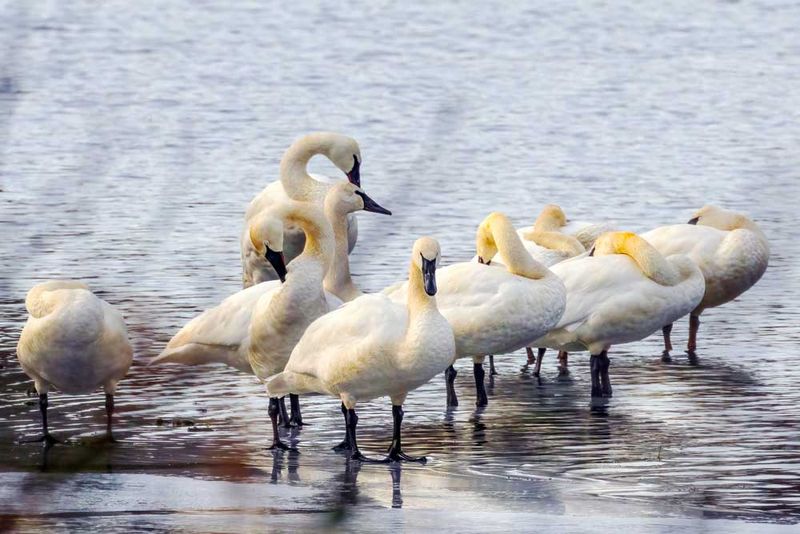 Swans011524_2.jpg