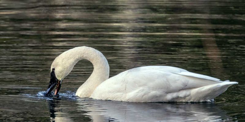Swans011424_3.jpg