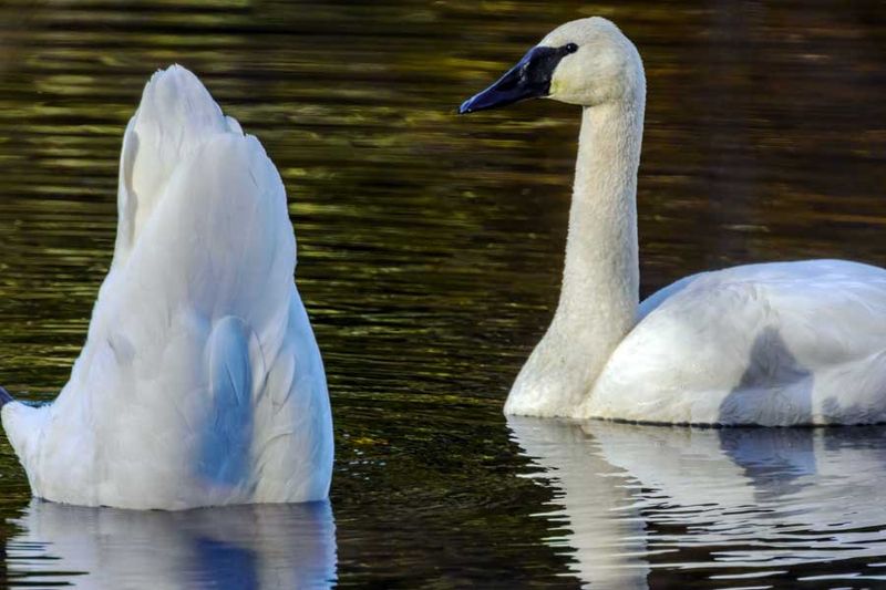 Swans011424.jpg