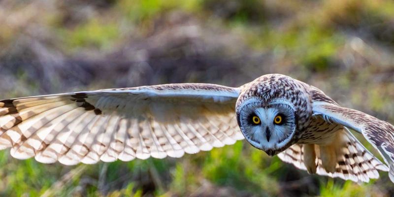 ShortEaredOwl020224_11.jpg