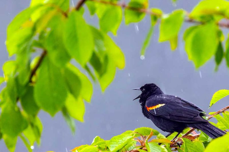 RedwingedBlackbird051624_2.jpg