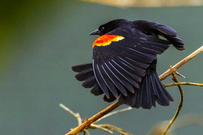 RedwingedBlackbird051624.jpg