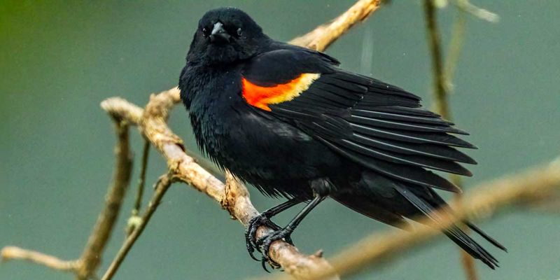 RedwingedBlackbird051624_5.jpg