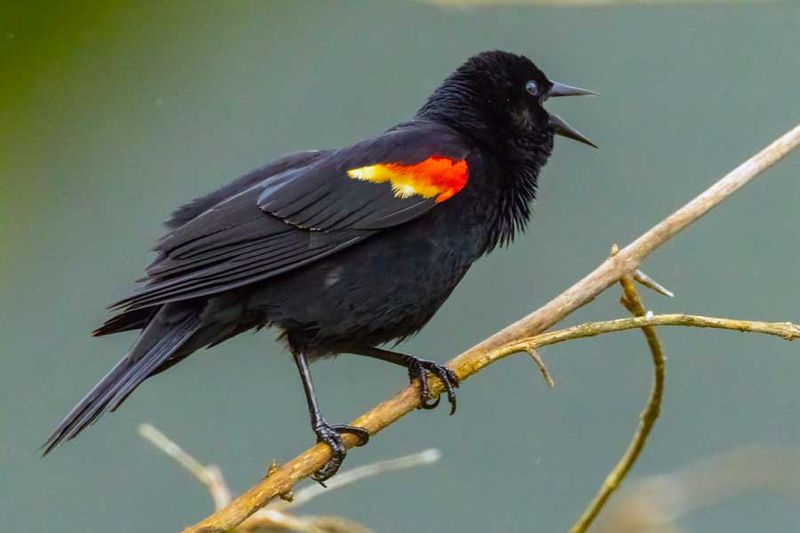 RedwingedBlackbird051624_6.jpg