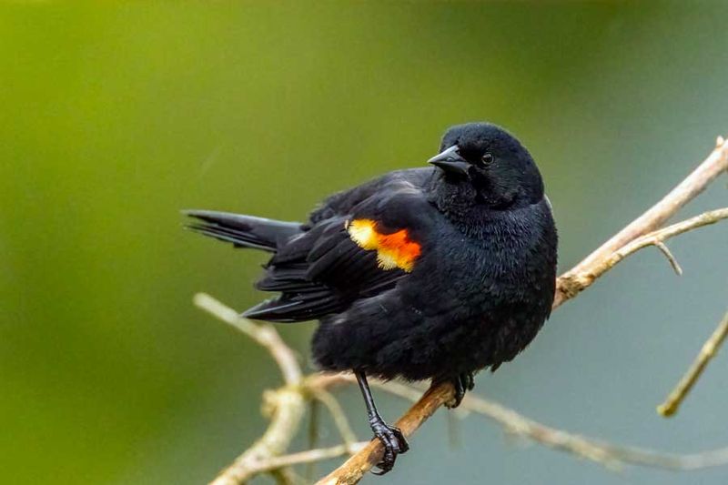 RedwingedBlackbird051624_7.jpg