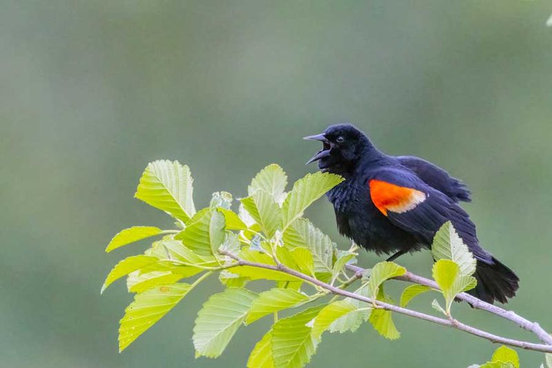 RedwingedBlackbird052324.jpg