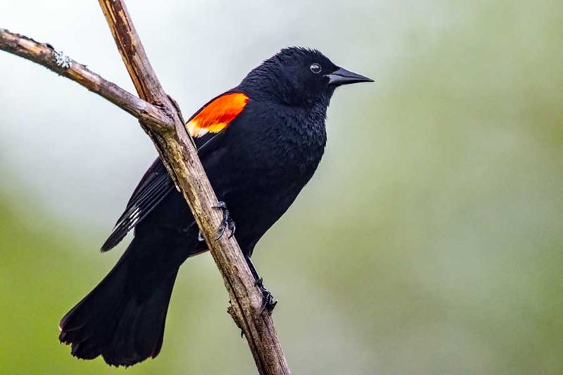 RedwingedBlackbird052324_2.jpg