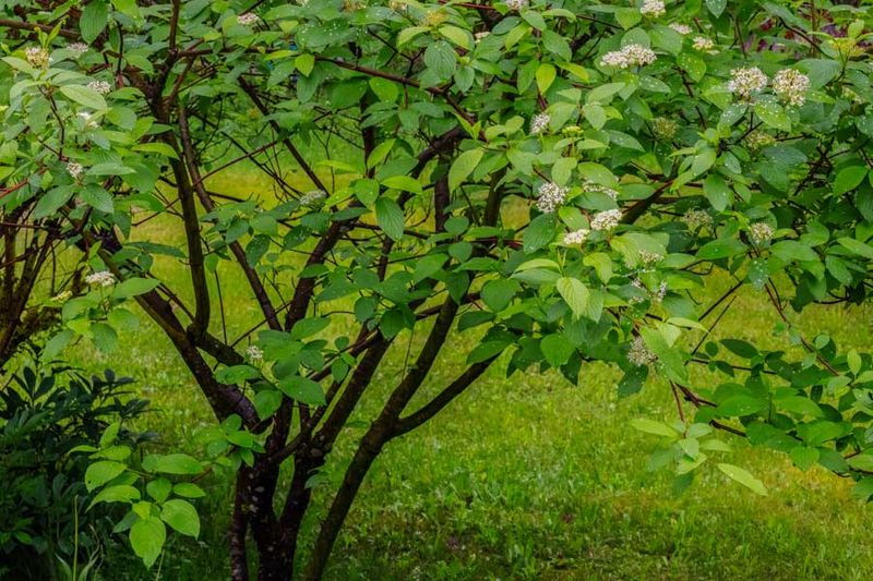 Green052624.jpg