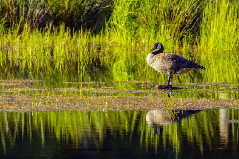 Goose051424.jpg