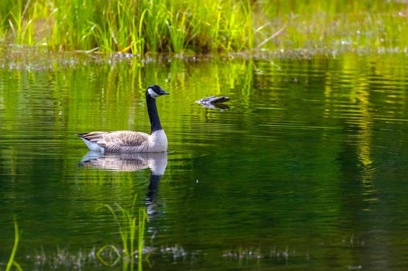 CanadaGeese052924_2.jpg