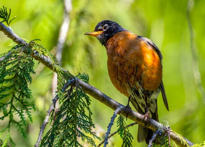 Robin060924.jpg