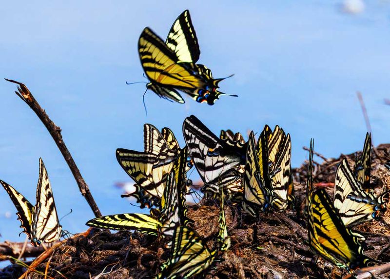 SwallowtailCluster060823_6.jpg