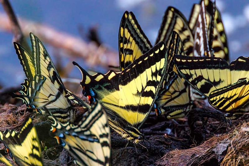 SwallowtailCluster060823_5.jpg