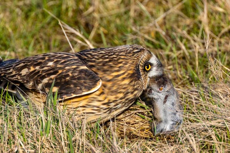 ShortEaredOwlVole020924_5.jpg