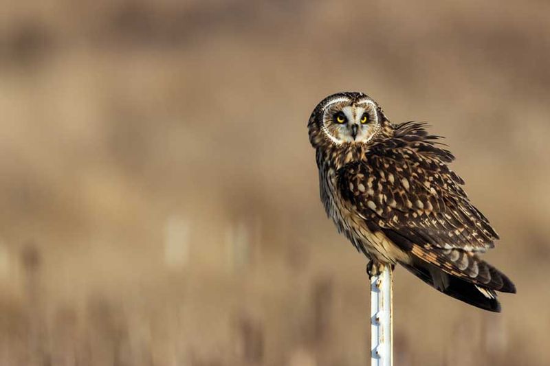 ShortEaredOwl020924_7.jpg