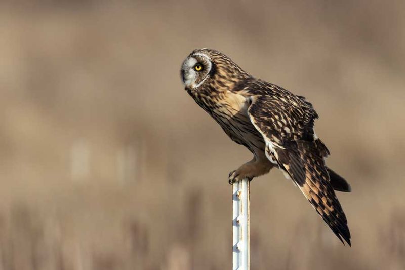 ShortEaredOwl020924_9.jpg
