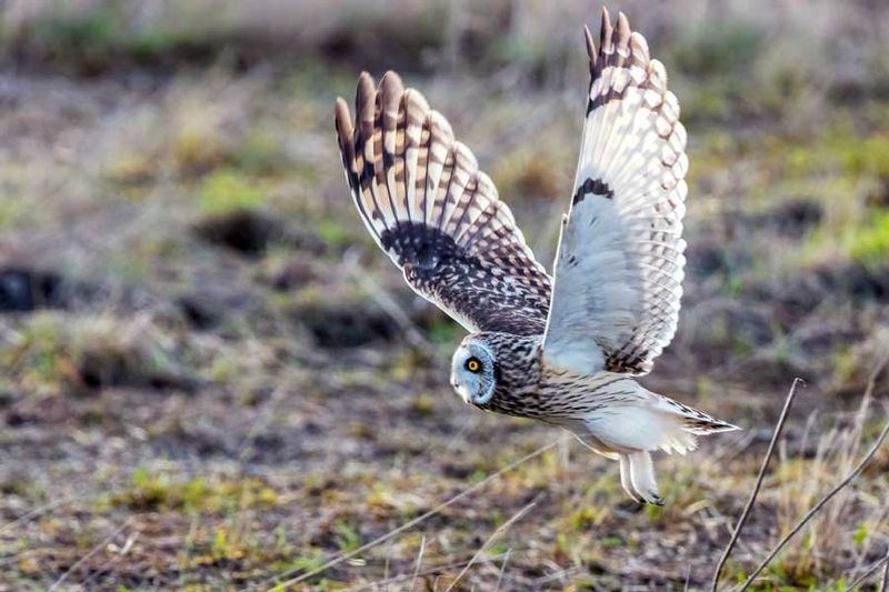 ShortEaredOwl020224_12.jpg