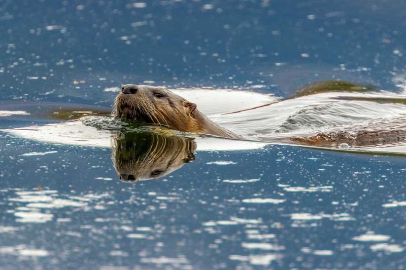 RiverOtter041523_5.jpg
