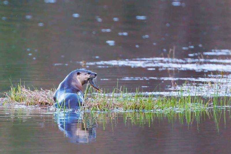 Otter032723.jpg