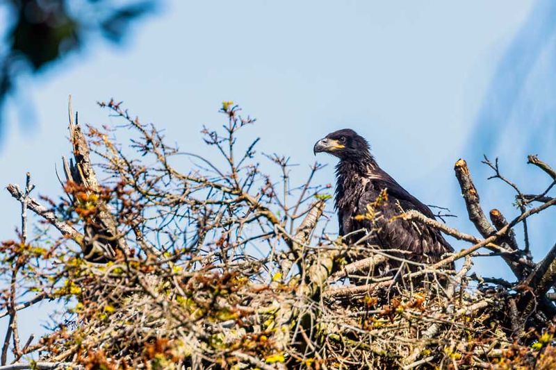 JuvenileBaldEagle062024.jpg